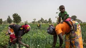 nigeria-women-farming.