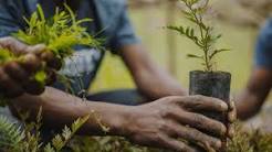 ogun state tree planting